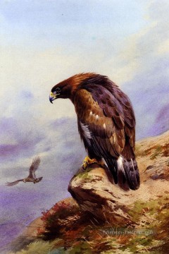  Oiseau Tableaux - Un oiseau aigle d’or Archibald Thorburn